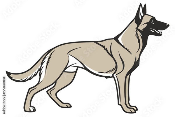 Fototapeta Majestic Belgian Malinois Stands Tall A Symbol of Canine Loyalty, Intelligence, and Alertness A Picture Perfect Representation