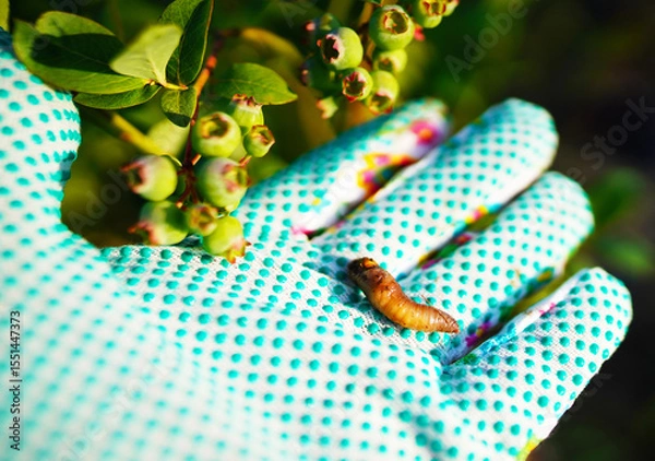 Obraz Mole cricket larva from soil in farm field of blueberry. Mole cricket larva of underground pest of vegetable garden. Larva of mole cricket on glove of farmer. Agricultural pests in soil of farm field.