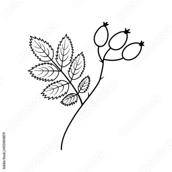 Fototapeta Outline Rose Hip with Leaf and thorn Sticker Icon Logotype Pictogram Minimalist Design element idea