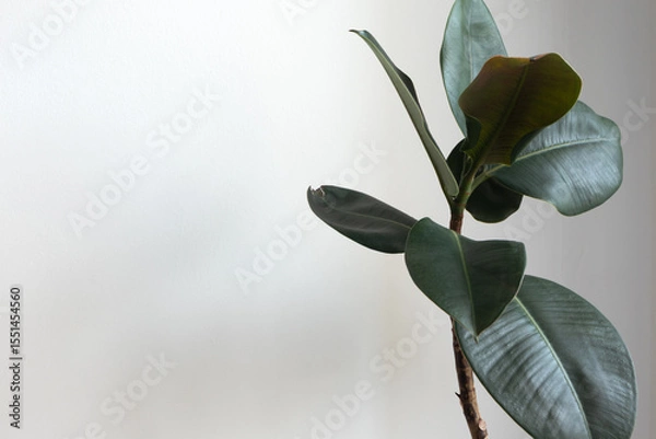 Fototapeta Minimal green leaves of ficus plant background with copy space