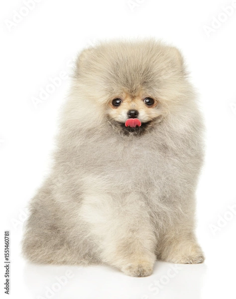 Fototapeta Cheerful Fluffy Pomeranian Puppy Sitting With Joyful Expression