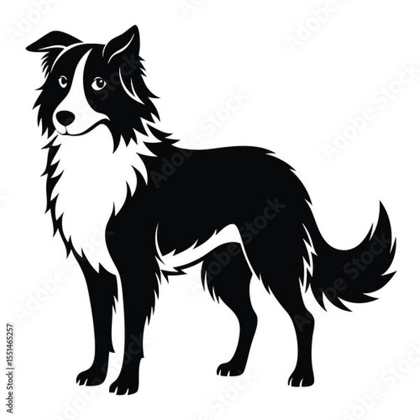 Fototapeta Elegant Border Collie Illustration a Timeless Black and White Depiction of Canine Grace and Intelligence in Striking Detail and Precise Markings