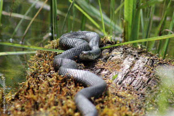 Fototapeta European grass snake (Natrix natrix) laying in warm sun on moss covered trunk near pond