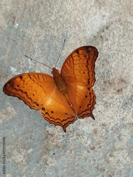 Obraz butterfly on stone