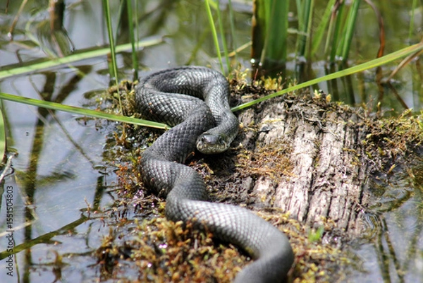 Obraz European grass snake (Natrix natrix) laying in warm sun on moss covered trunk near pond