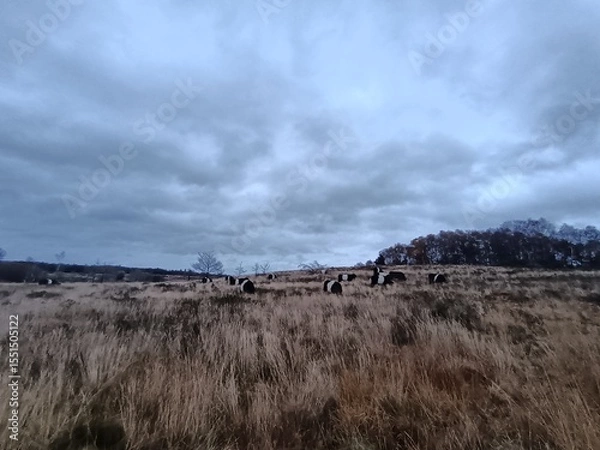Obraz clouds over the field
