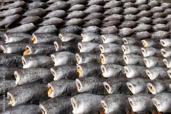 Obraz Snake skin gourami drying in the sun