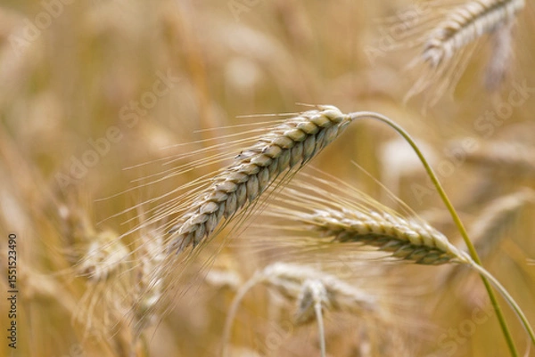 Obraz céréale triticale