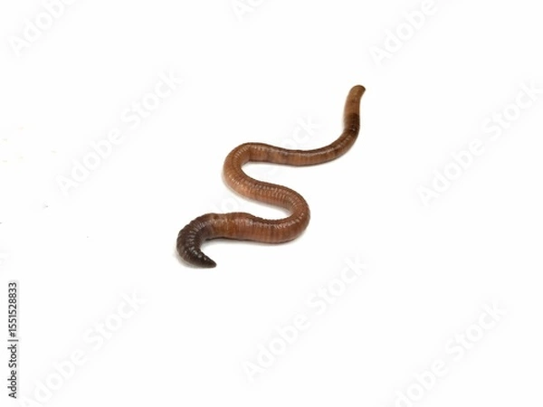 Fototapeta Eathworm (Lumbricus terrestris) isolated on white background 