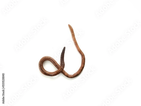 Fototapeta Eathworm (Lumbricus terrestris) isolated on white background 