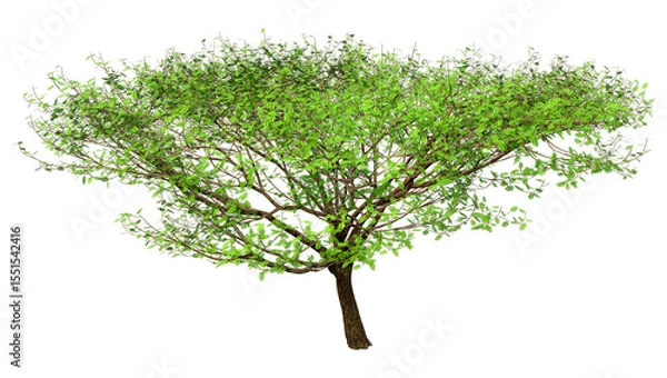 Fototapeta 3D Rendering Acacia Tree on White