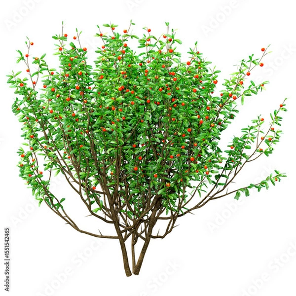 Fototapeta 3D Rendering Boxwood Bush on White