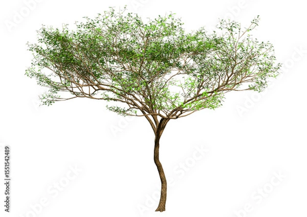 Fototapeta 3D Rendering Acacia Tree on White