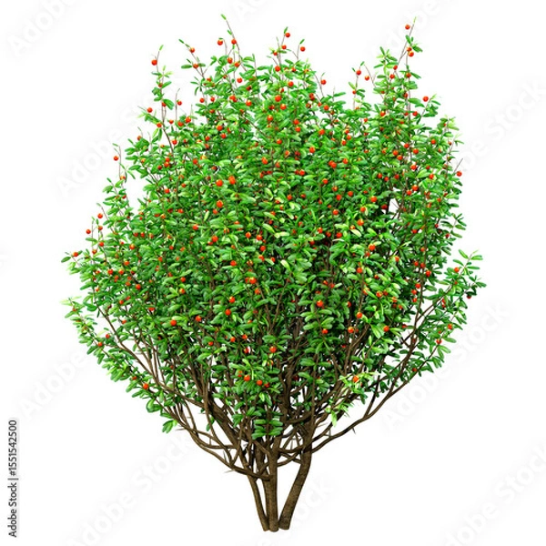 Fototapeta 3D Rendering Boxwood Bush on White