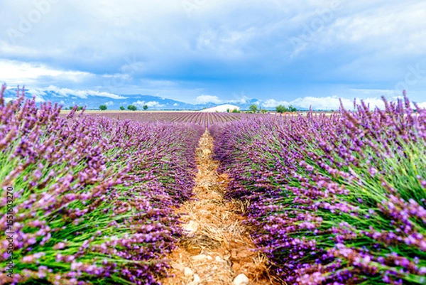 Fototapeta Vivid purple lavender fields stretching into the horizon in Provence, France. A calm and fragrant landscape perfect for nature and travel themes.