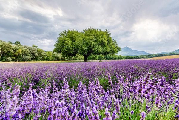 Obraz A scenic lavender field in Provence, France, with a single tree standing tall among the rows of purple flowers. 