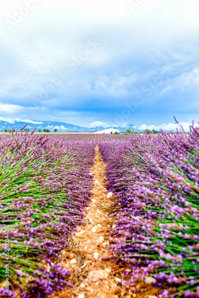 Fototapeta Endless rows of lavender blooming under the sun in the Provence region of southern France. A peaceful and colorful summer scene full of natural beauty.