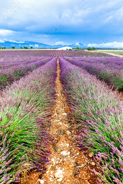 Fototapeta Rows of blooming lavender stretch across the warm countryside of Provence. A scenic and peaceful landscape full of summer color and natural beauty.