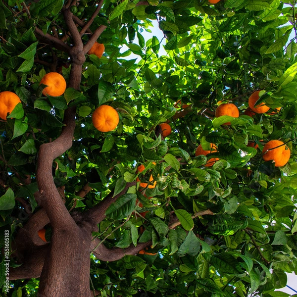 Fototapeta Bright Orange Fruit Hangs From Lush Green Leaves on a Mature Citrus Tree in a Sunny Garden
