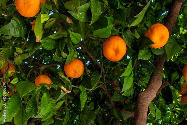Fototapeta Orange Fruits Hang From Branches Surrounded by Vibrant Green Leaves in a Sunny Orchard Setting