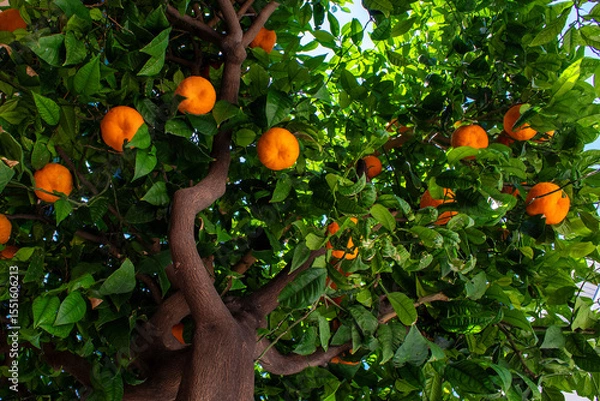 Fototapeta Oranges Hanging on a Tree in a Sunny Orchard During Afternoon Light Showcasing Nature's Bounty