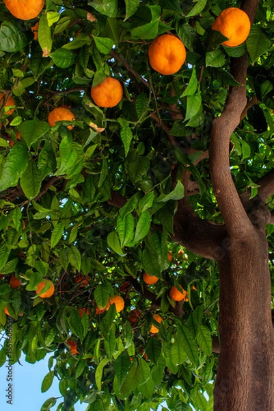 Fototapeta Orange Tree Filled With Ripe Fruit in a Sunny Orchard During the Peak of Summer