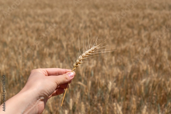 Obraz A single ear of ripe wheat in a human hand with a beautiful bokeh background of a golden field.Harvest time. Hand gently holds a stalk of grain, representing the connection between nature and humanity