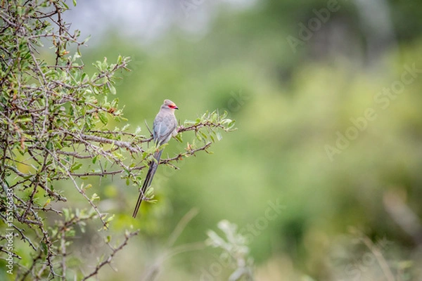 Obraz Red-faced mousebird sitting on a branch.