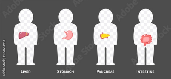 Fototapeta The human body systems cartoon illustration Set 2 of 3. Includes hepatobiliary , gastrointestinal or digestive system . Isolated transparent background . Vector .