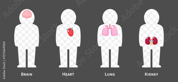 Fototapeta The human body systems cartoon illustration Set 1 of 3. Includes nervous, cardiovascular, respiratory and urinary system . Isolated transparent background . Vector .