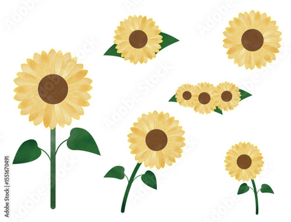 Fototapeta ひまわり　イラスト