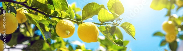 Obraz Lemon tree with fresh lemons on blue sunny summer sky background