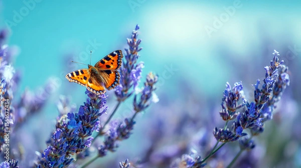 Obraz Butterfly sits on lavender flower