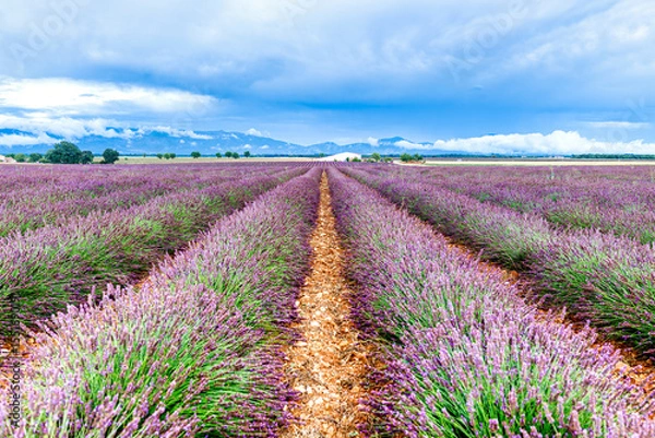 Fototapeta A wide view of lavender fields in full bloom in the French countryside. The clear blue sky and soft colors create a relaxing summer mood.