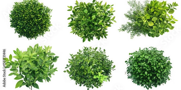 Obraz Six green bushes top view isolated on transparent background