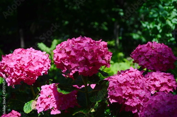 Fototapeta Blooming large pink hydrangea flowers in a flower bed sprinkled with small white pebbles. In the background, a decorative white picket fence.