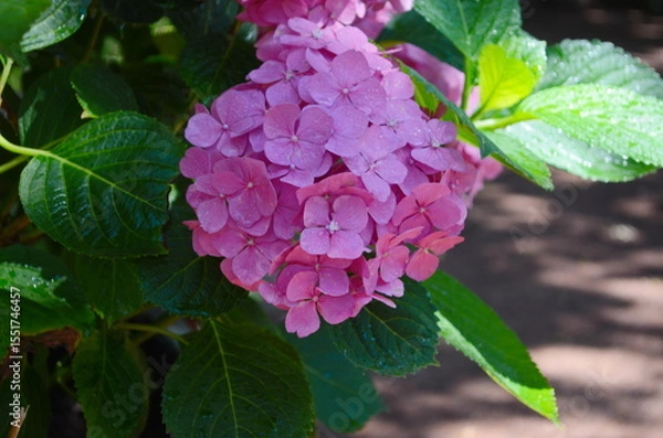 Fototapeta Blooming large pink hydrangea flowers in a flower bed sprinkled with small white pebbles. In the background, a decorative white picket fence.