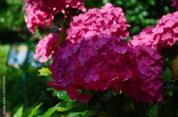 Fototapeta Blooming large pink hydrangea flowers in a flower bed sprinkled with small white pebbles. In the background, a decorative white picket fence.