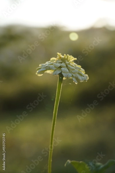 Obraz Single White Wildflower in Soft Sunset Light