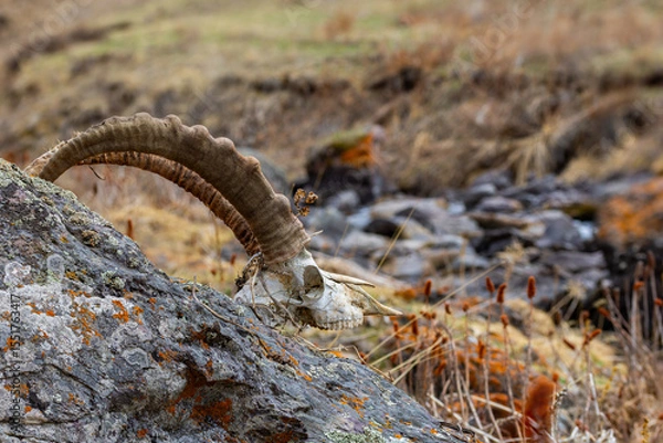 Obraz Goat skull resting on rock near stream in mountainous area