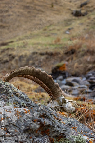 Obraz Goat skull resting on rock in desolate mountainous terrain