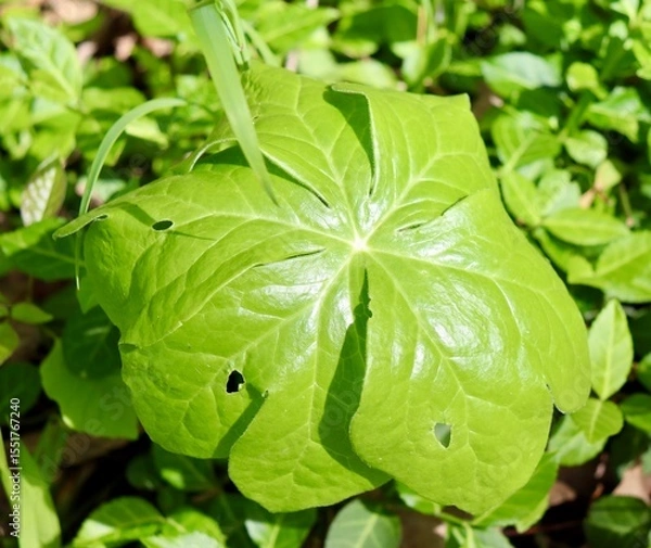 Fototapeta A close view of the bright green leaves.