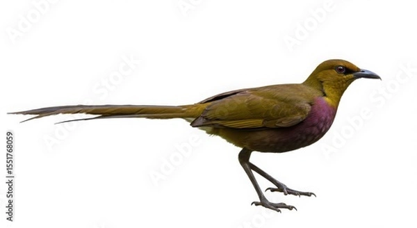 Fototapeta Green bird with a long tail and purple chest on a white background. Wildlife portrait or nature concept.