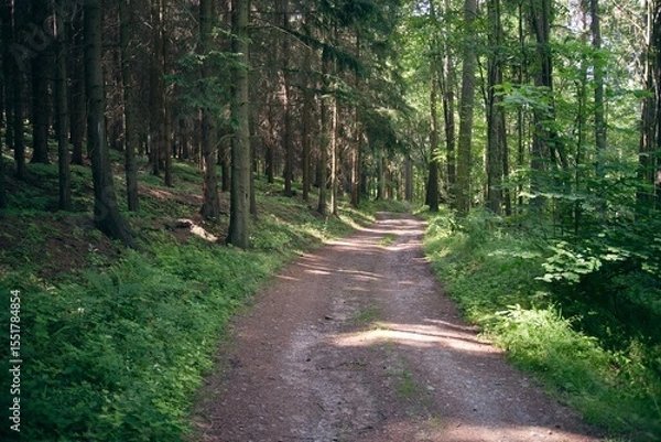 Fototapeta Sunlight Dappled Forest Path