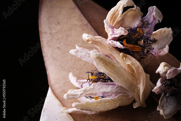 Fototapeta Fiori ormai appassiti di passiflora, isolati in primo piano, composizione su fondo nero