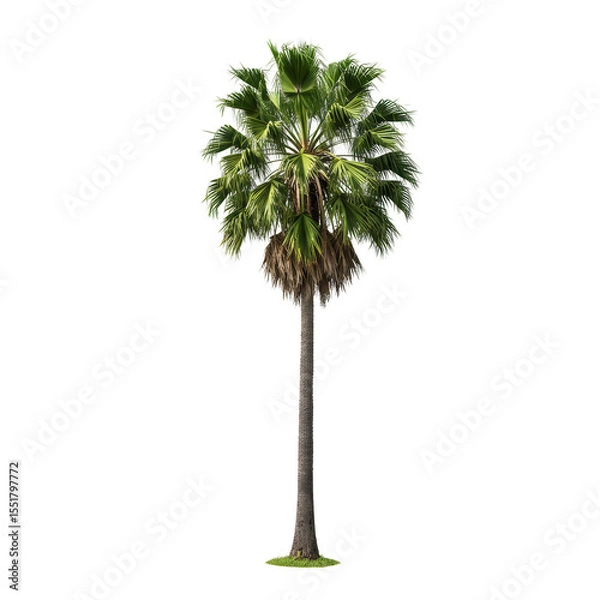Obraz Isolated Tropical Green Palm Tree Illustration On Transparent Background