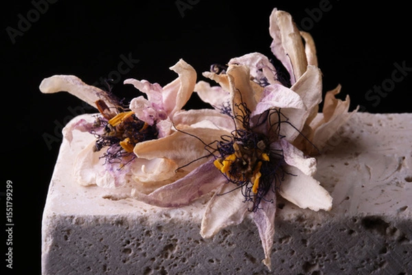 Fototapeta Fiori ormai appassiti di passiflora, isolati in primo piano, composizione su fondo nero