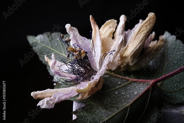 Fototapeta Fiori ormai appassiti di passiflora, isolati in primo piano, composizione su fondo nero