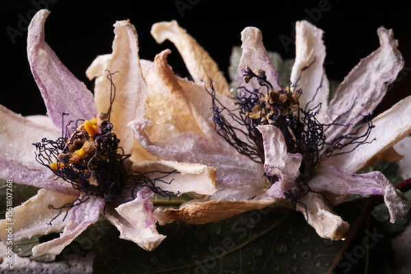 Fototapeta Fiori ormai appassiti di passiflora, isolati in primo piano, composizione su fondo nero