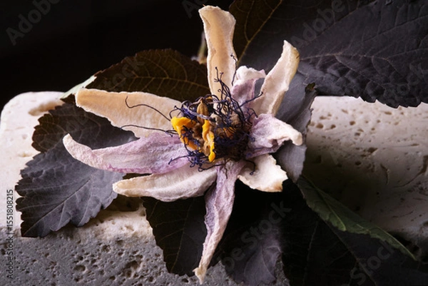 Fototapeta Fiori ormai appassiti di passiflora, isolati in primo piano, composizione su fondo nero